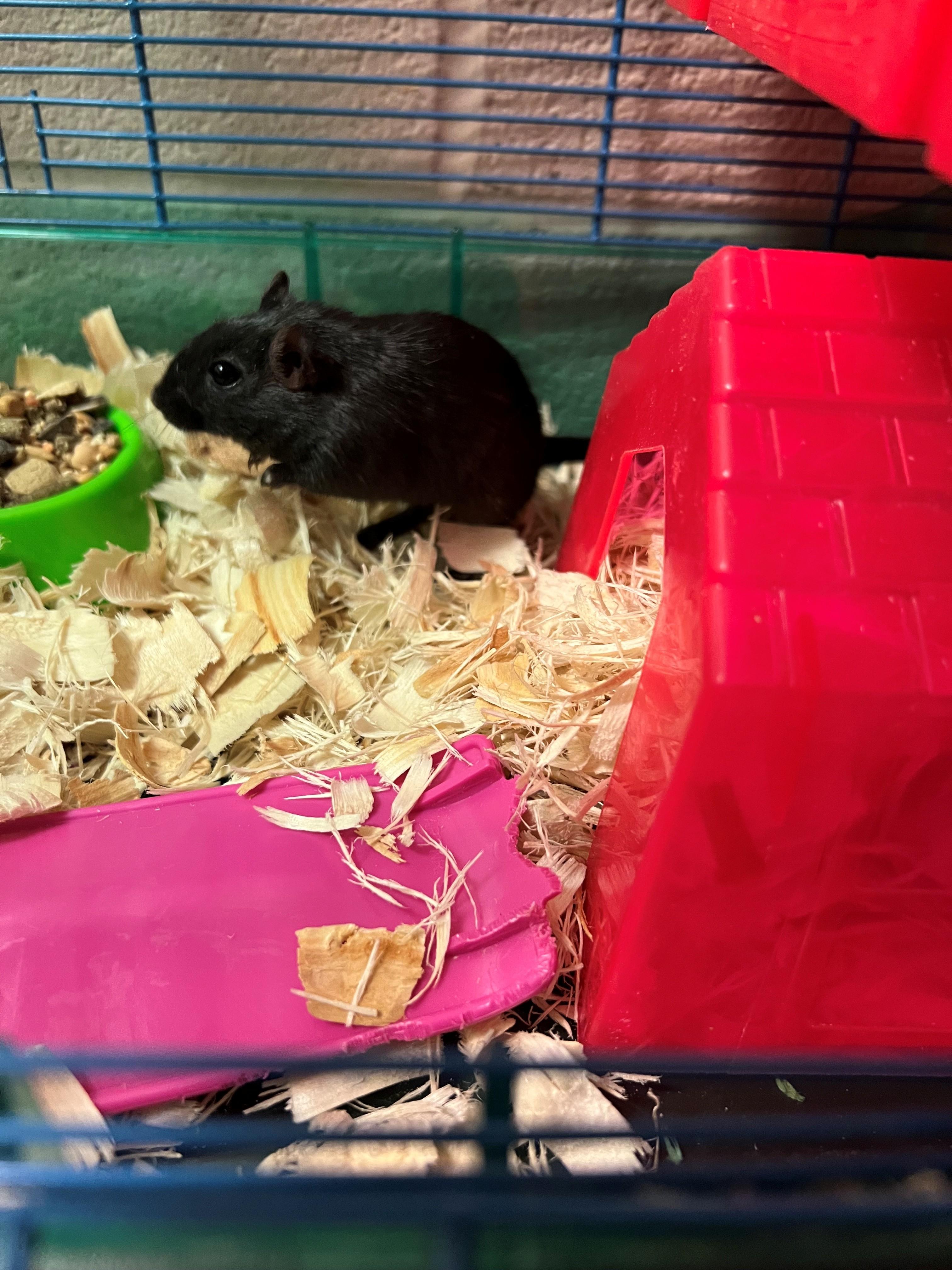 Enlarge Blerbil OS-472/25, a ADOPTABLE Degu in Burlington, ON image 1/1