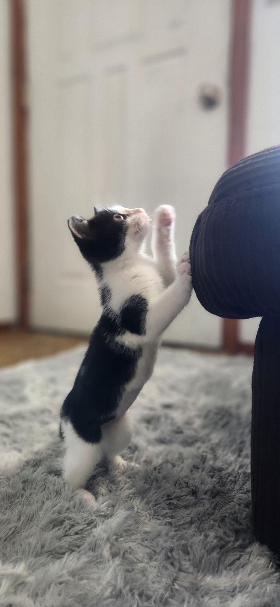 Cowgril, a Adopted Domestic Short Hair in Willits , CA image 3/6