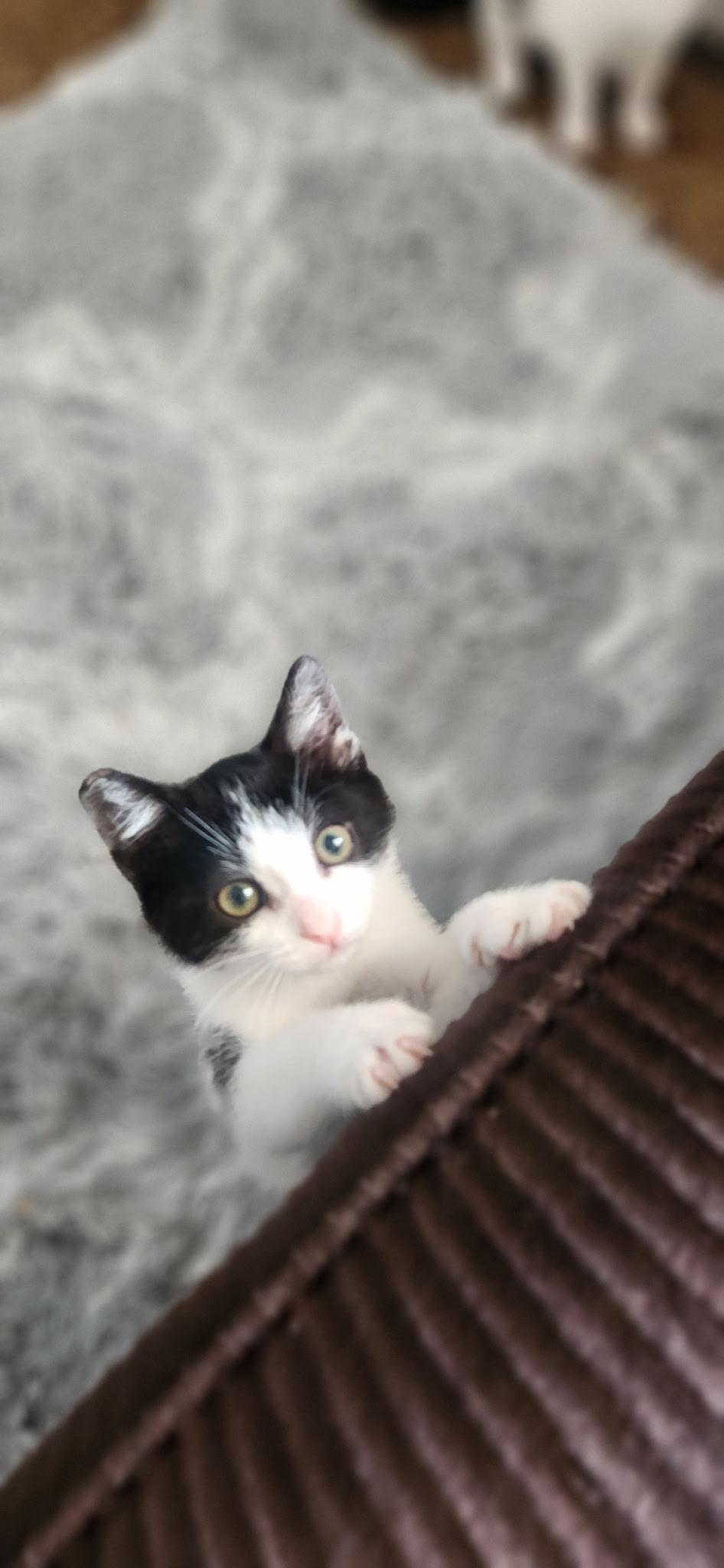 Cowgril, a Adopted Domestic Short Hair in Willits , CA image 4/6