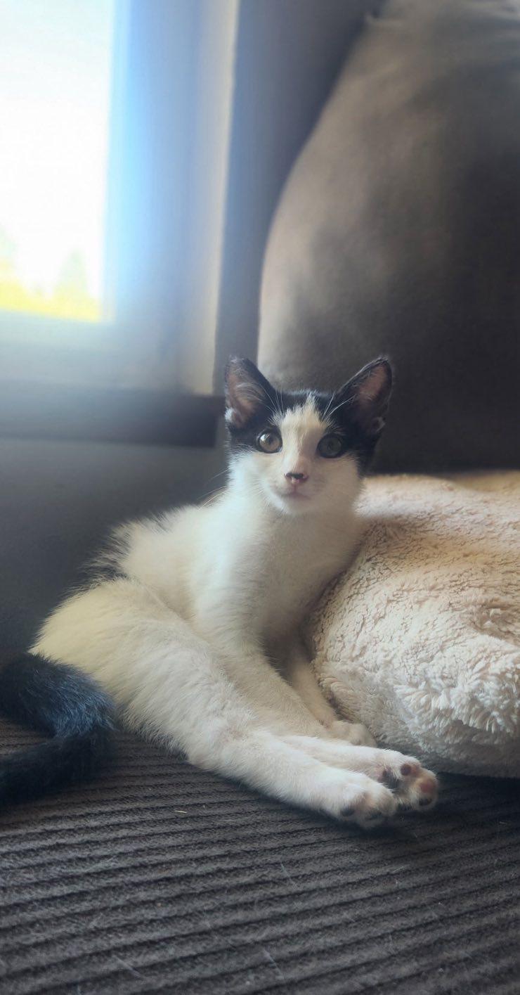 Cowgril, a Adopted Domestic Short Hair in Willits , CA image 1/6