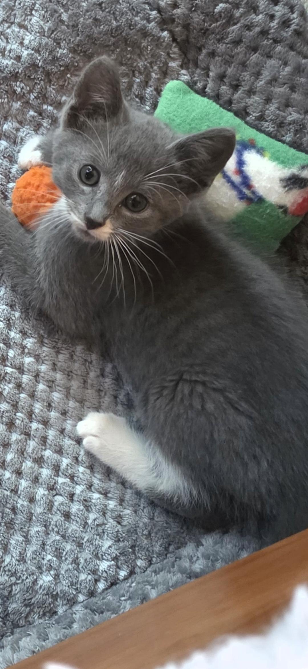 Enlarge Bernard, a Adoptable Domestic Short Hair in Medford, WI image 1/1