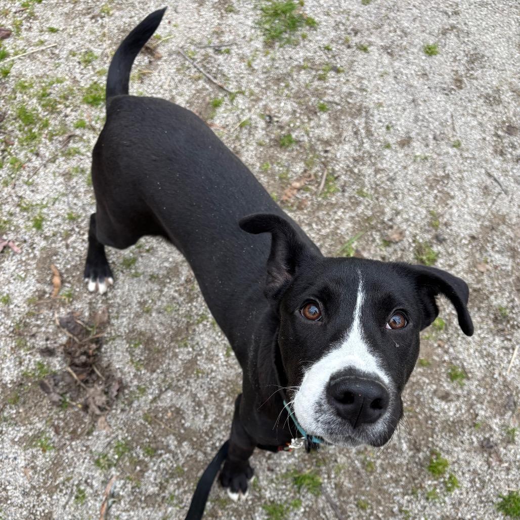 Enlarge Arlo, a Adoptable mixed breed in Novelty, OH image 1/3