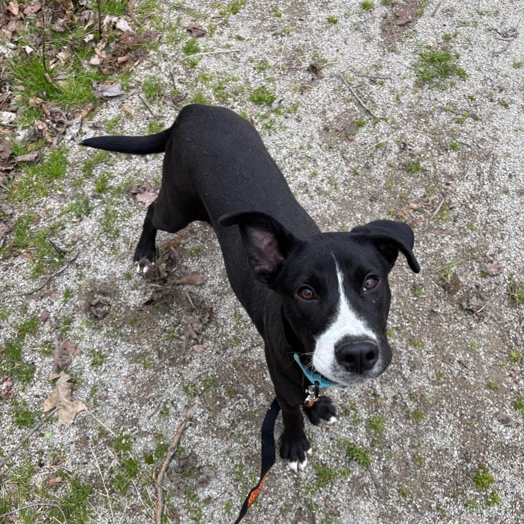 Enlarge Arlo, a Adoptable mixed breed in Novelty, OH image 2/3