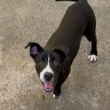 Enlarge Arlo, a Adoptable mixed breed in Novelty, OH image 3/3