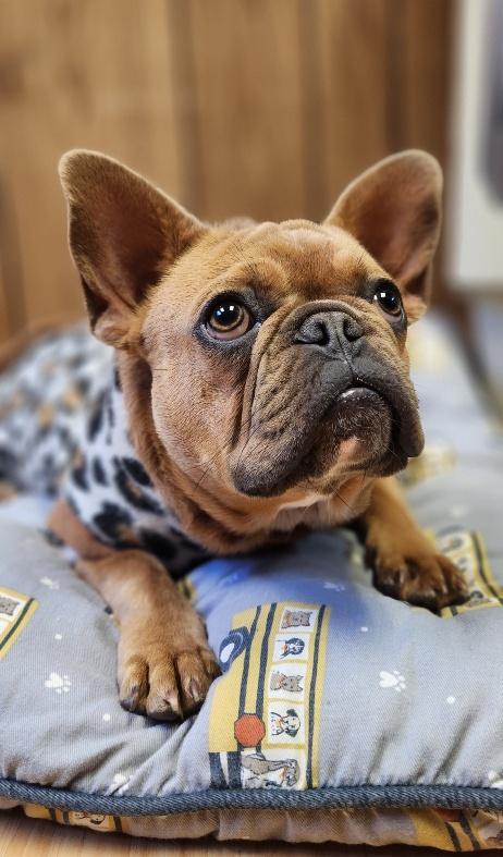 Enlarge Créme Brûlée, a Adoptable French Bulldog in Parlier, CA image 1/6