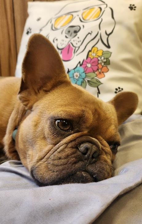 Enlarge Créme Brûlée, a Adoptable French Bulldog in Parlier, CA image 2/6