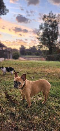 Enlarge Créme Brûlée, a Adoptable French Bulldog in Parlier, CA image 3/6
