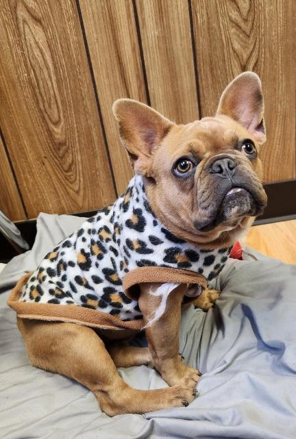 Enlarge Créme Brûlée, a Adoptable French Bulldog in Parlier, CA image 4/6