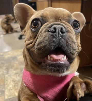 Enlarge Créme Brûlée, a Adoptable French Bulldog in Parlier, CA image 5/6