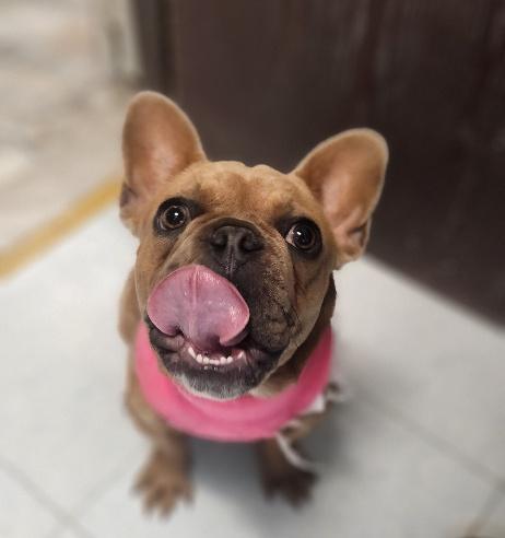 Enlarge Créme Brûlée, a Adoptable French Bulldog in Parlier, CA image 6/6