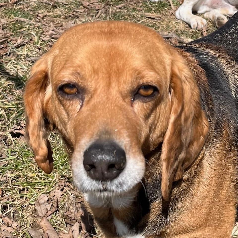 Enlarge Peach, a Adoptable Beagle in London, OH image 2/4