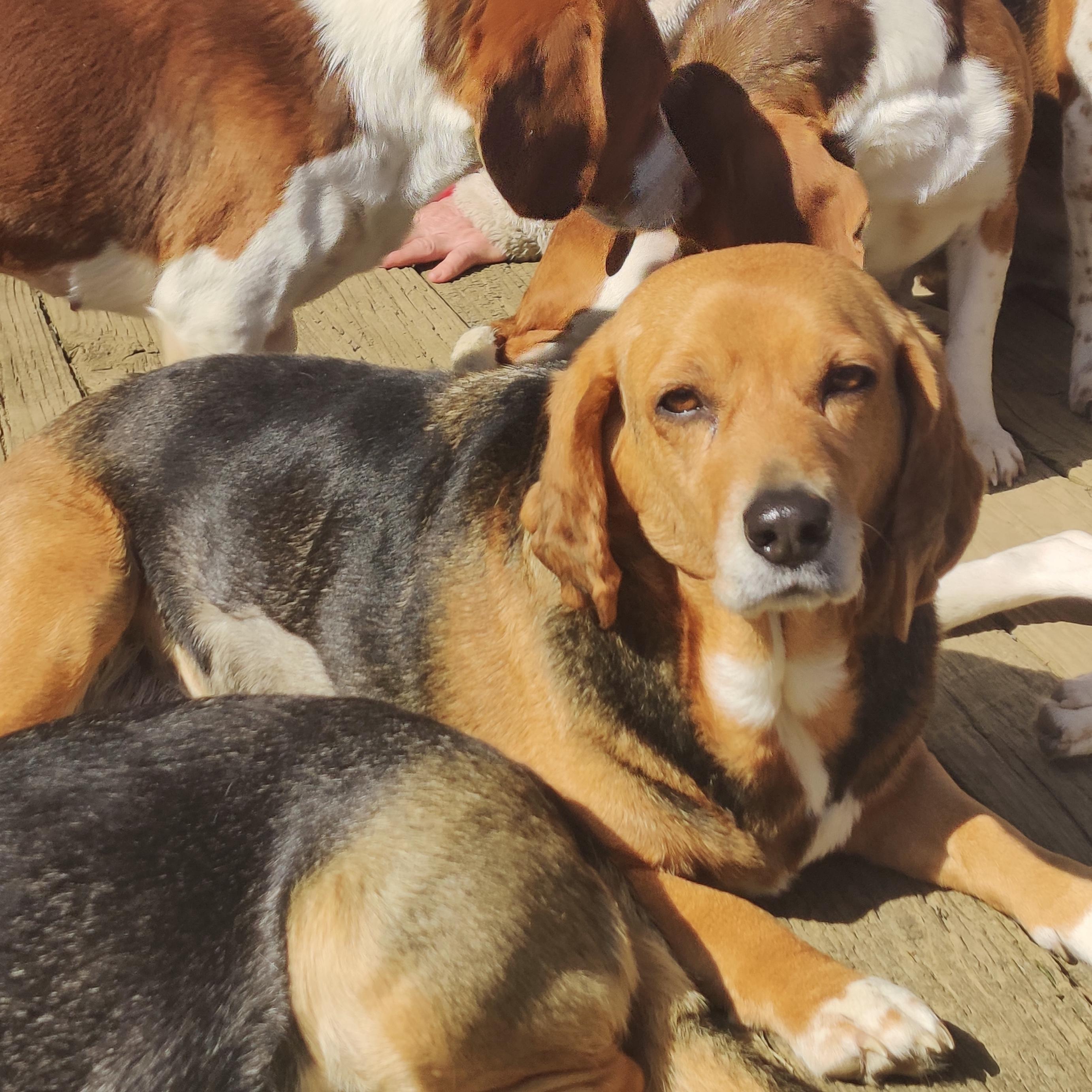 Peach, Adoptable, Adult Female Beagle.