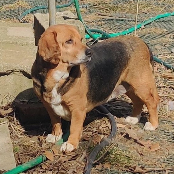 Enlarge Peach, a Adoptable Beagle in London, OH image 3/4