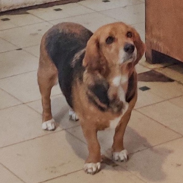 Enlarge Peach, a Adoptable Beagle in London, OH image 4/4