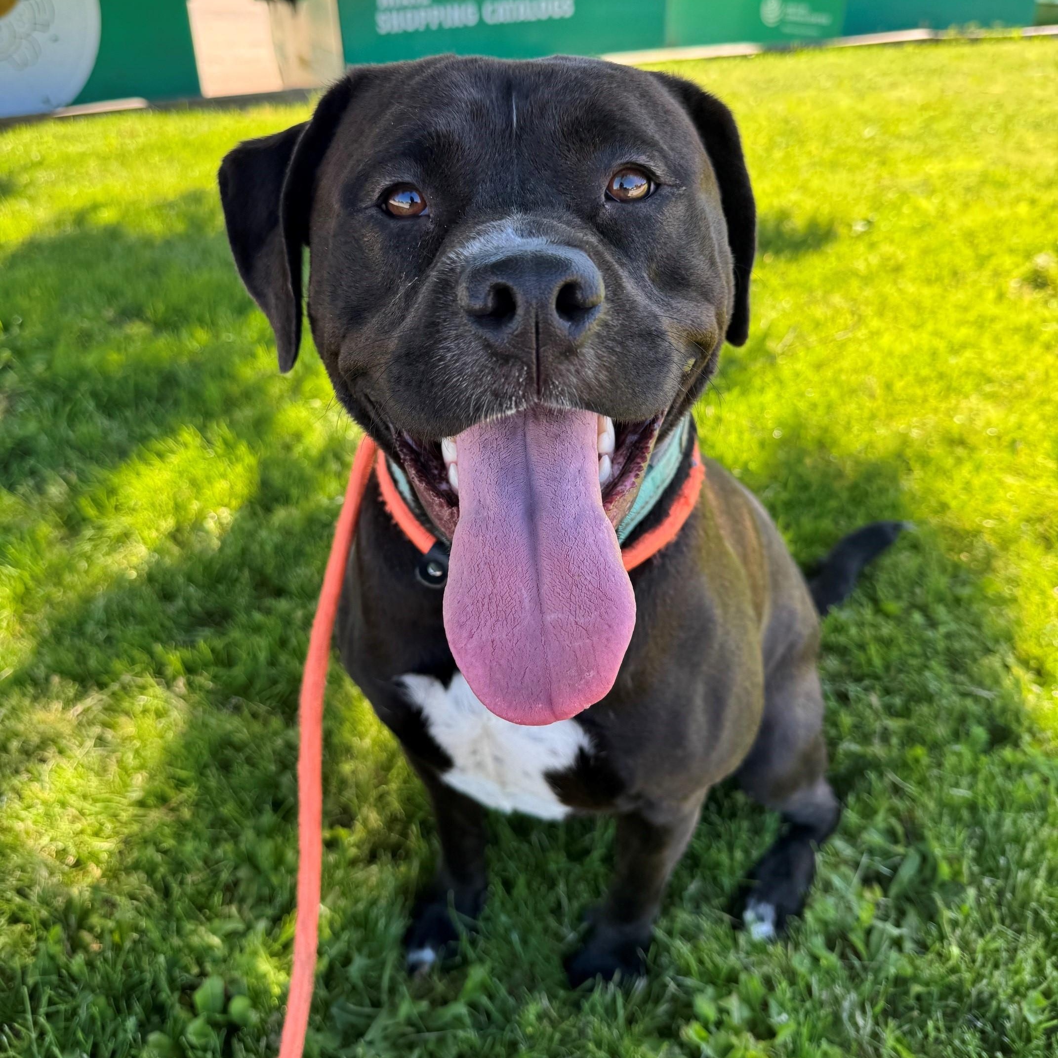 Roxanne, a ADOPTABLE mixed breed in Euclid, OH image 1/3