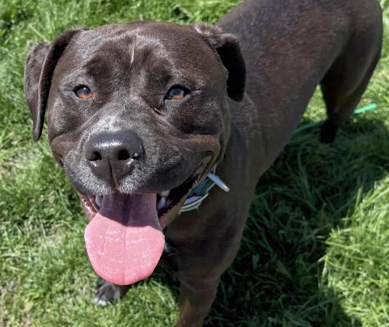 Roxanne, a ADOPTABLE mixed breed in Euclid, OH image 2/3