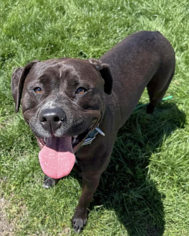 Roxanne, a ADOPTABLE mixed breed in Euclid, OH image 3/3