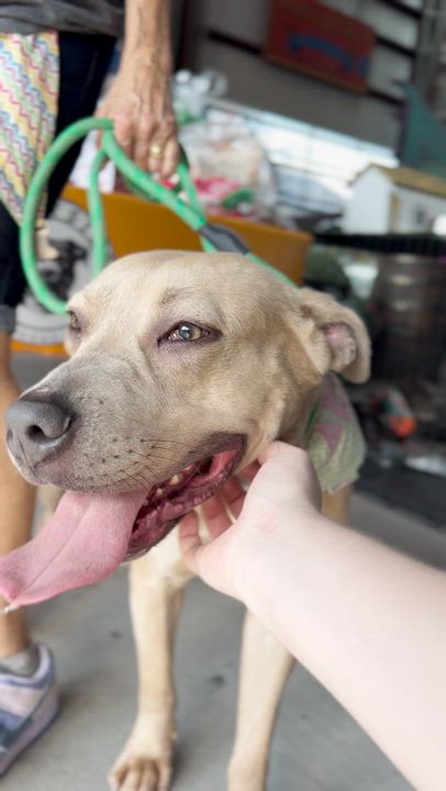 Enlarge Harley, a Adoptable mixed breed in Houston, TX video 6/6