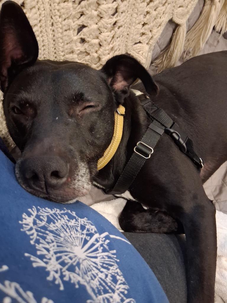 Sammy, Adoptable, Adult Female Labrador Retriever.