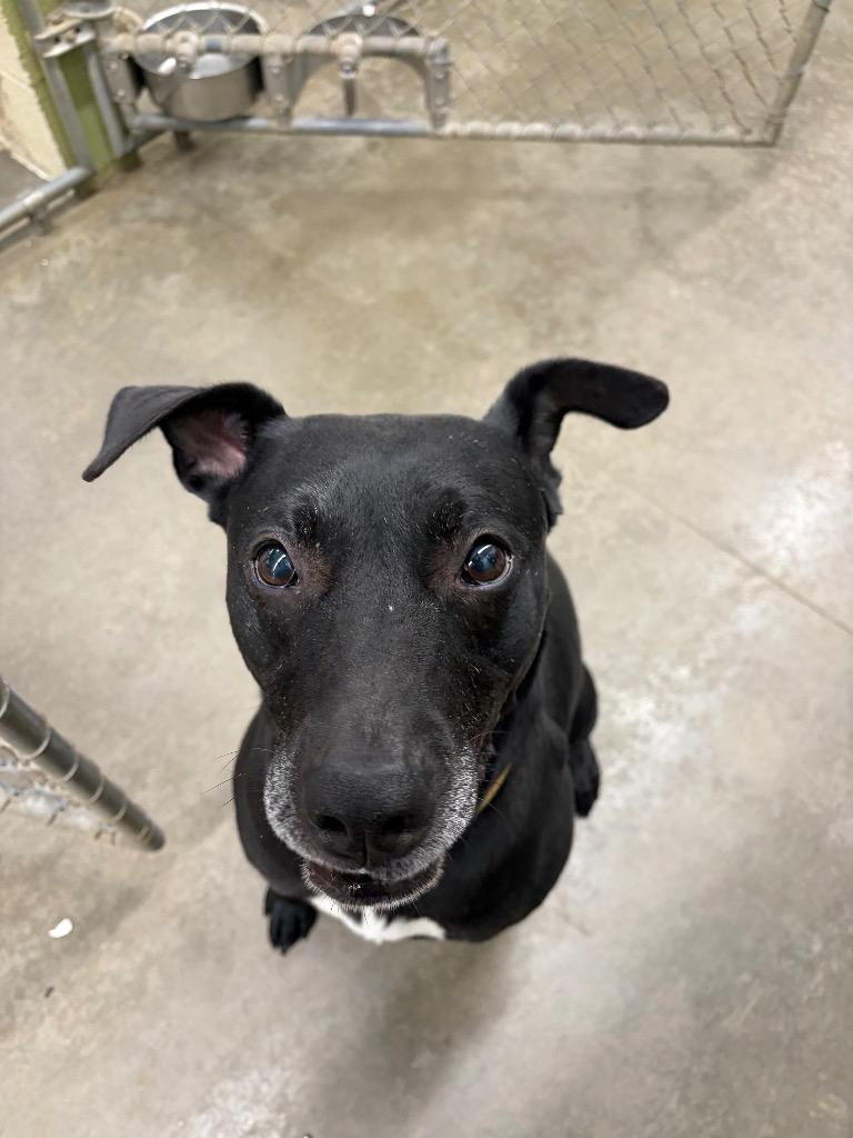 Enlarge Sammy, a Adoptable mixed breed in St. Helens, OR image 2/5