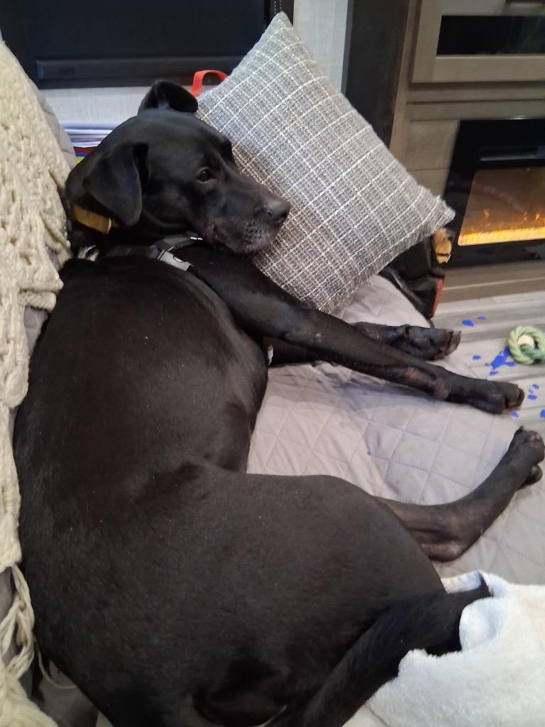 Enlarge Sammy, a Adoptable mixed breed in St. Helens, OR image 3/5