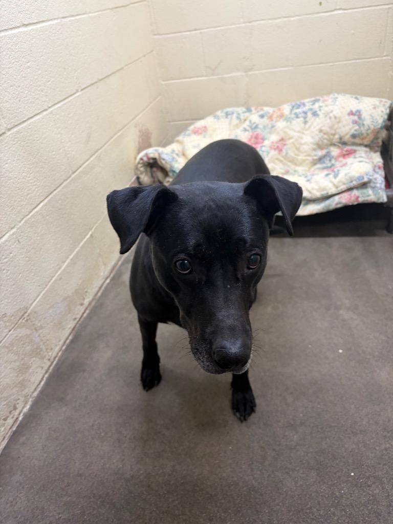 Enlarge Sammy, a Adoptable mixed breed in St. Helens, OR image 4/5