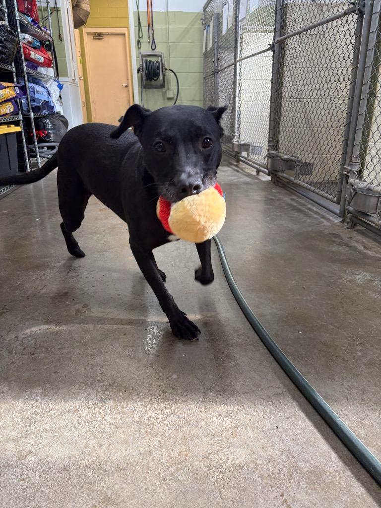 Enlarge Sammy, a Adoptable mixed breed in St. Helens, OR image 5/5