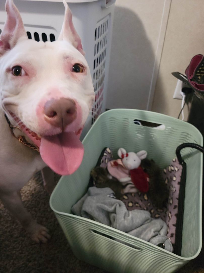 Kore, a Adoptable mixed breed image 2/10