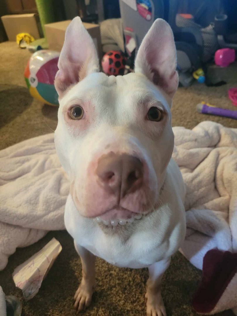 Kore, a Adoptable mixed breed image 3/10