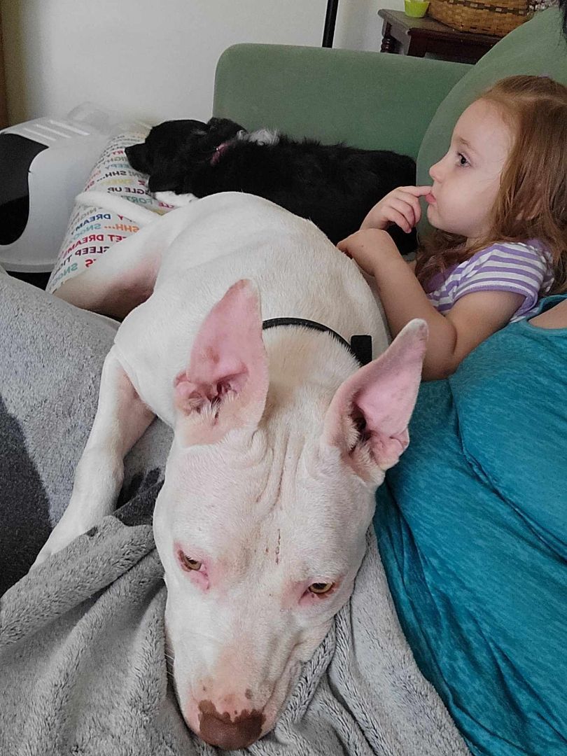 Kore, a Adoptable mixed breed image 4/10