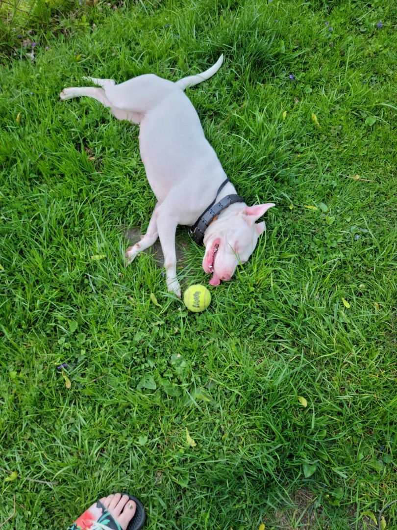 Kore, a Adoptable mixed breed image 5/10