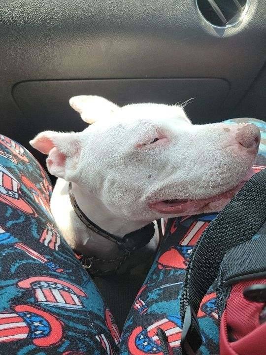 Kore, a Adoptable mixed breed image 6/10