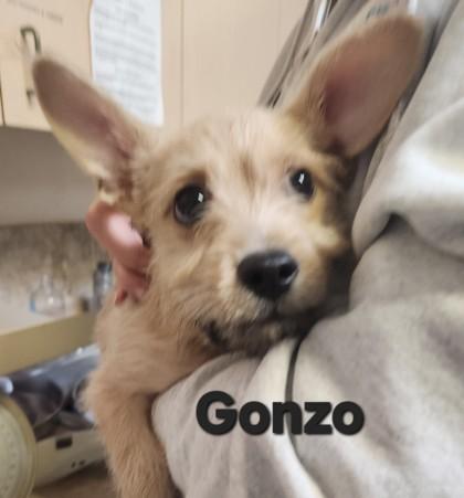 Gonzo, Adoptable, Puppy Male Terrier & Mixed Breed.