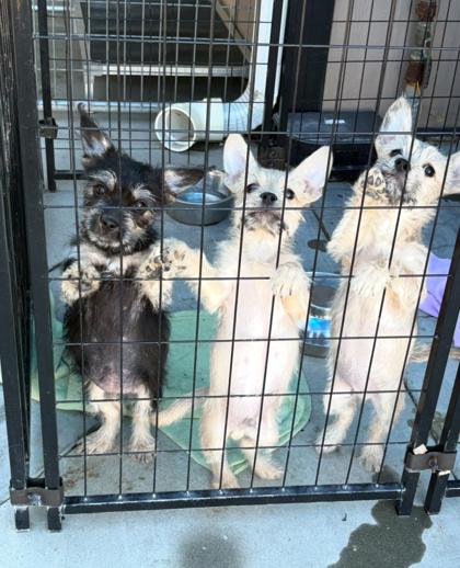 Gonzo, a Adoptable mixed breed in Lebec, CA image 2/2