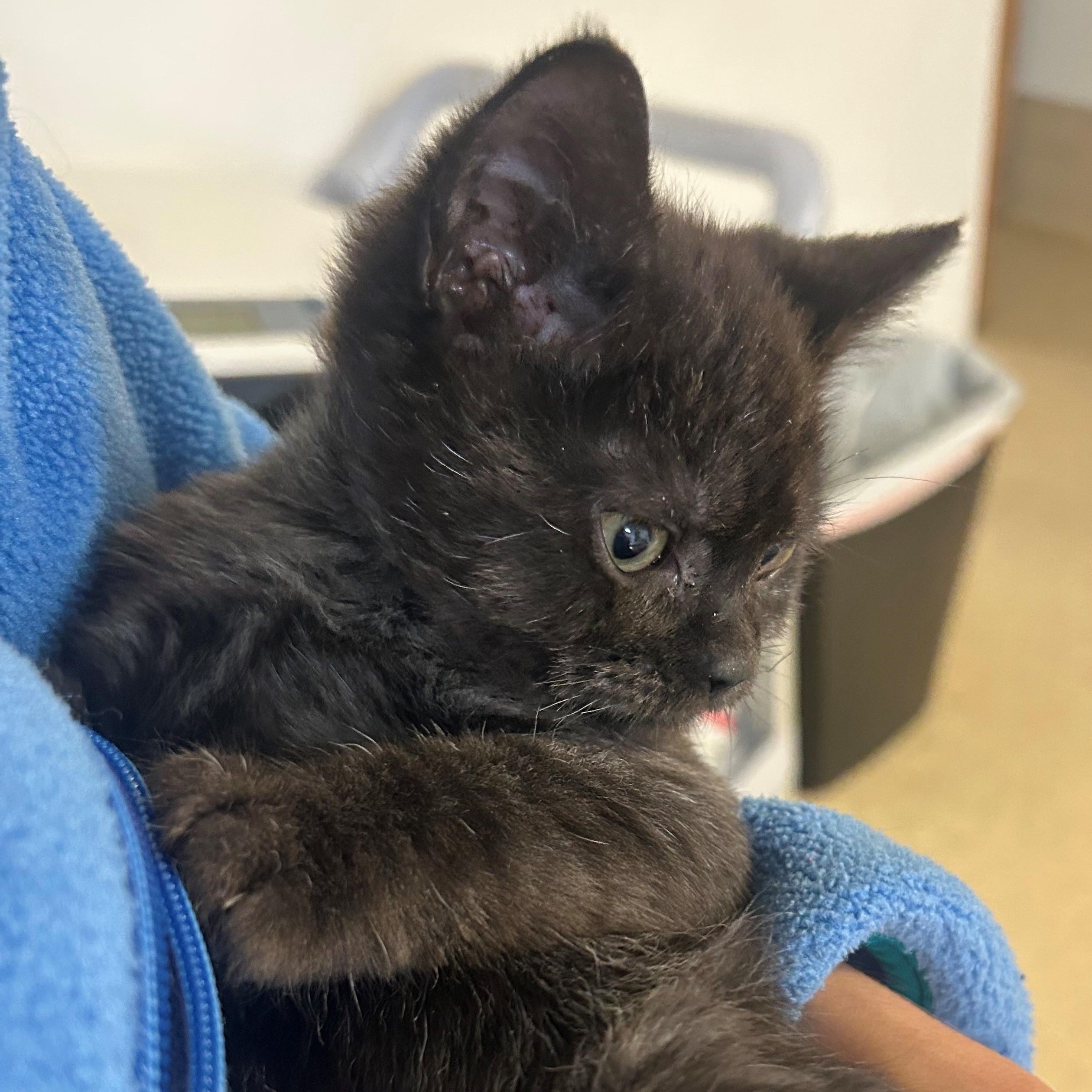 Katara, adopted, Young Female Domestic Short Hair.