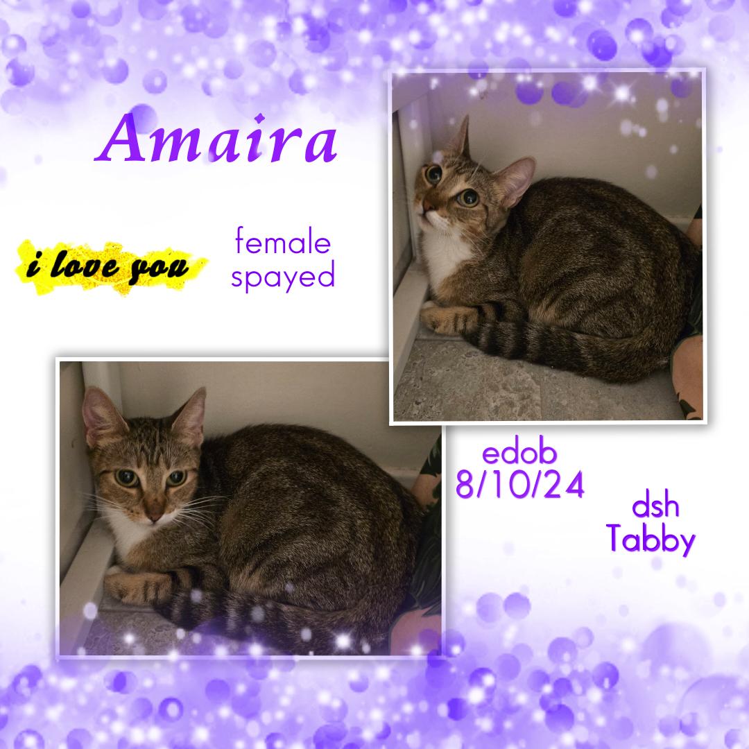 Enlarge Amaira OR14004-T, a Adoptable mixed breed in Beaverton, OR image 1/3