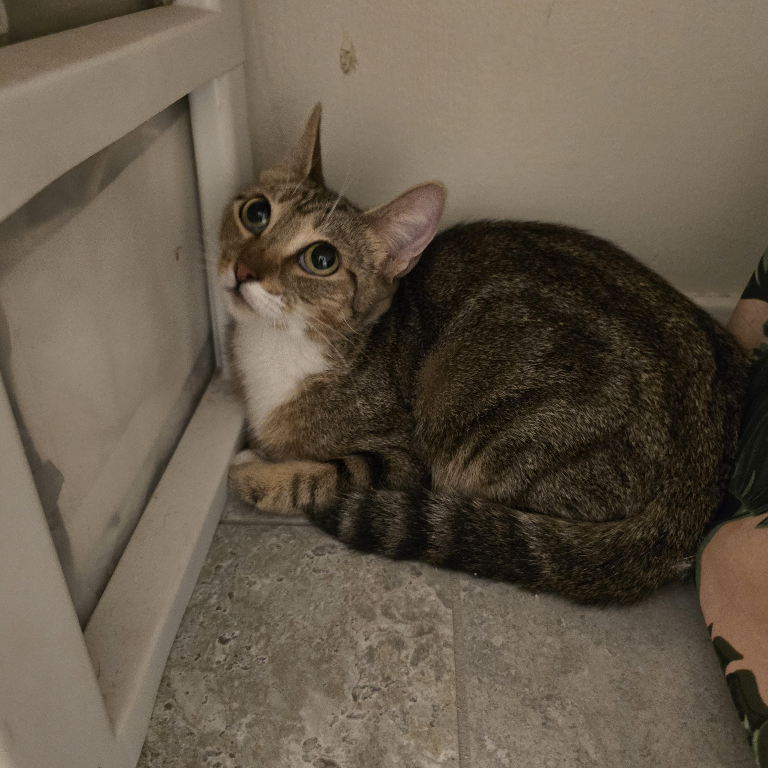 Enlarge Amaira OR14004-T, a Adoptable mixed breed in Beaverton, OR image 1/3