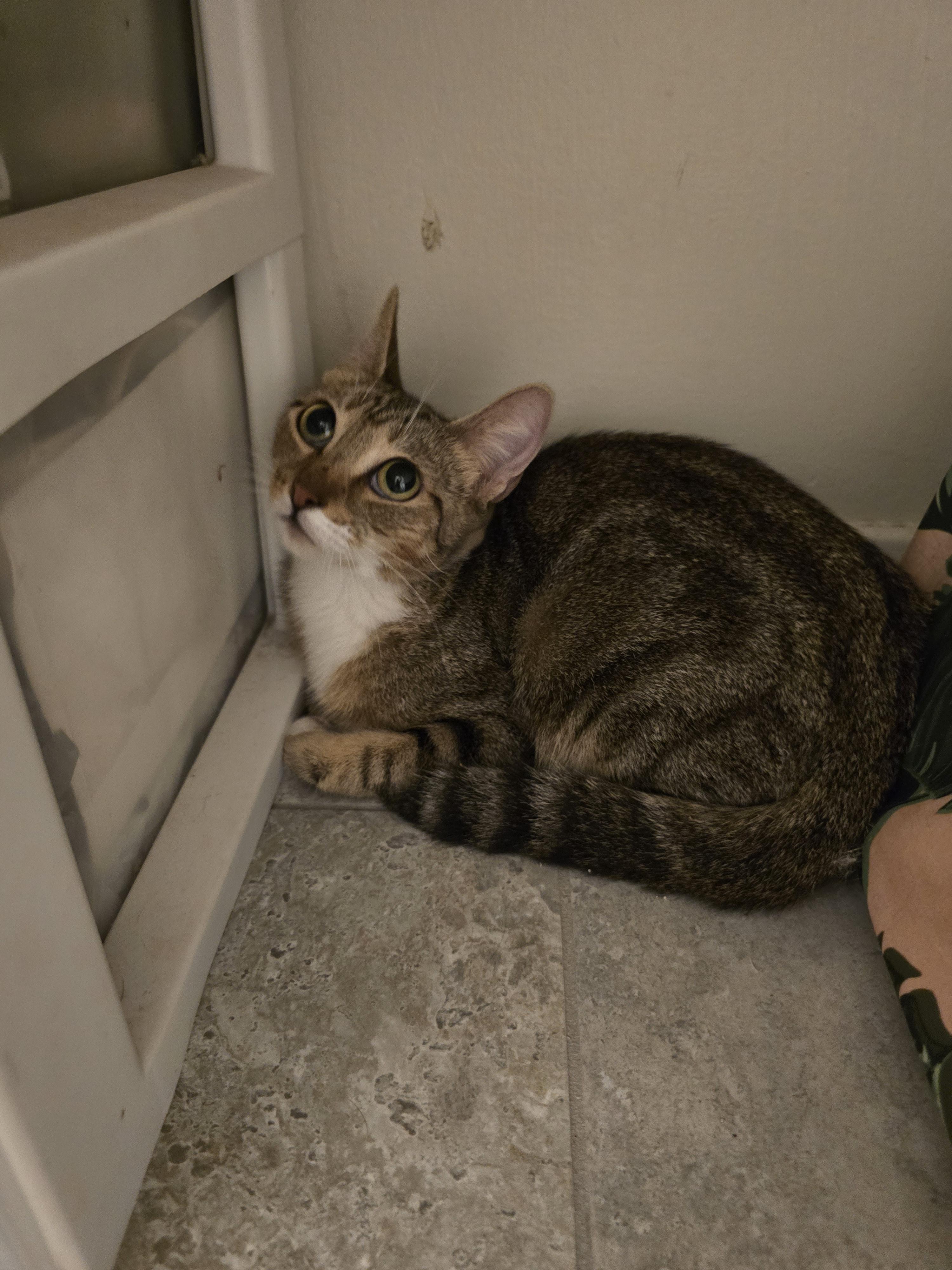 Enlarge Amaira OR14004-T, a Adoptable mixed breed in Beaverton, OR image 2/3