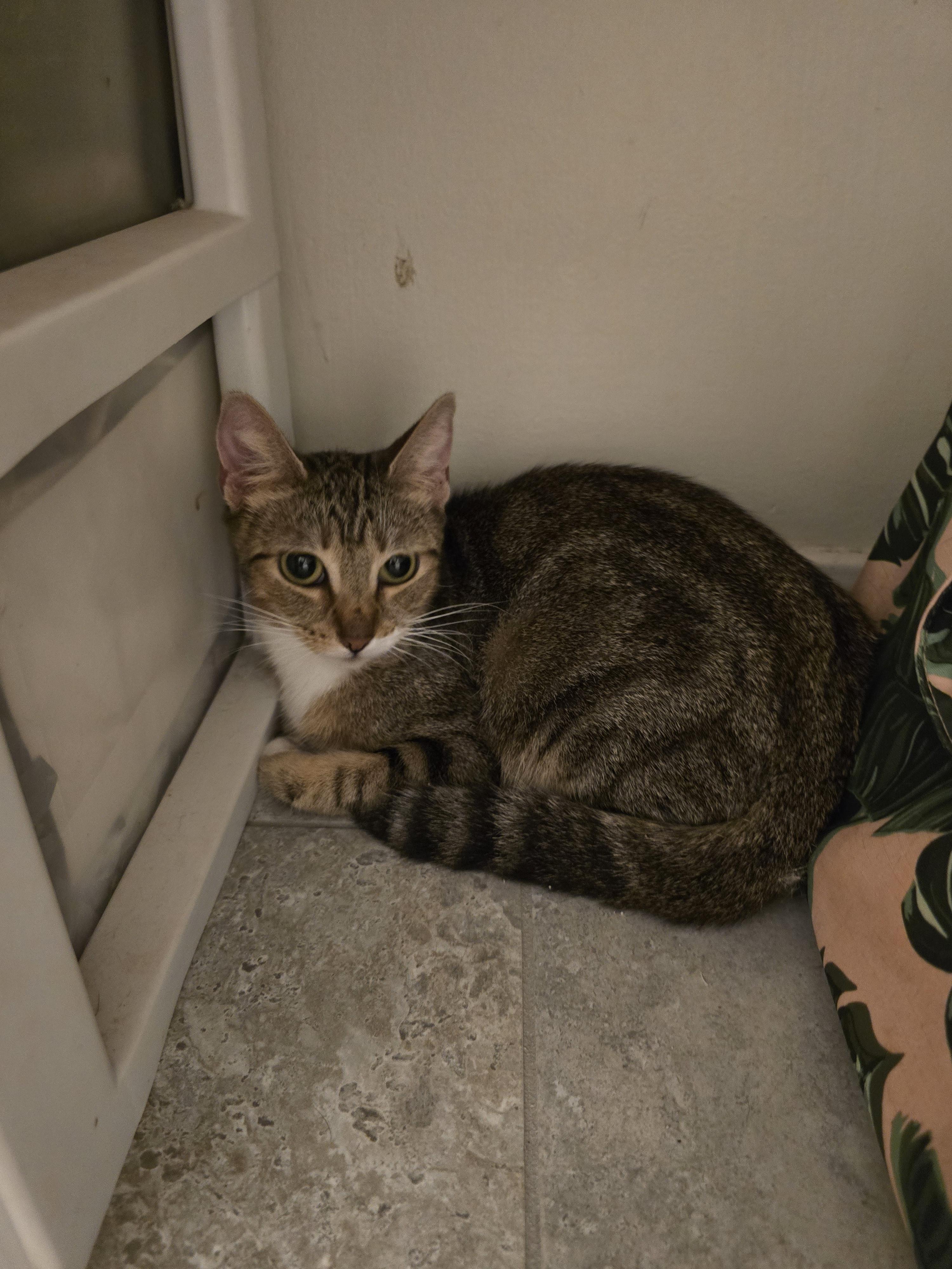 Amaira OR14004-T, Adoptable, Adult Female Domestic Short Hair & Tabby.