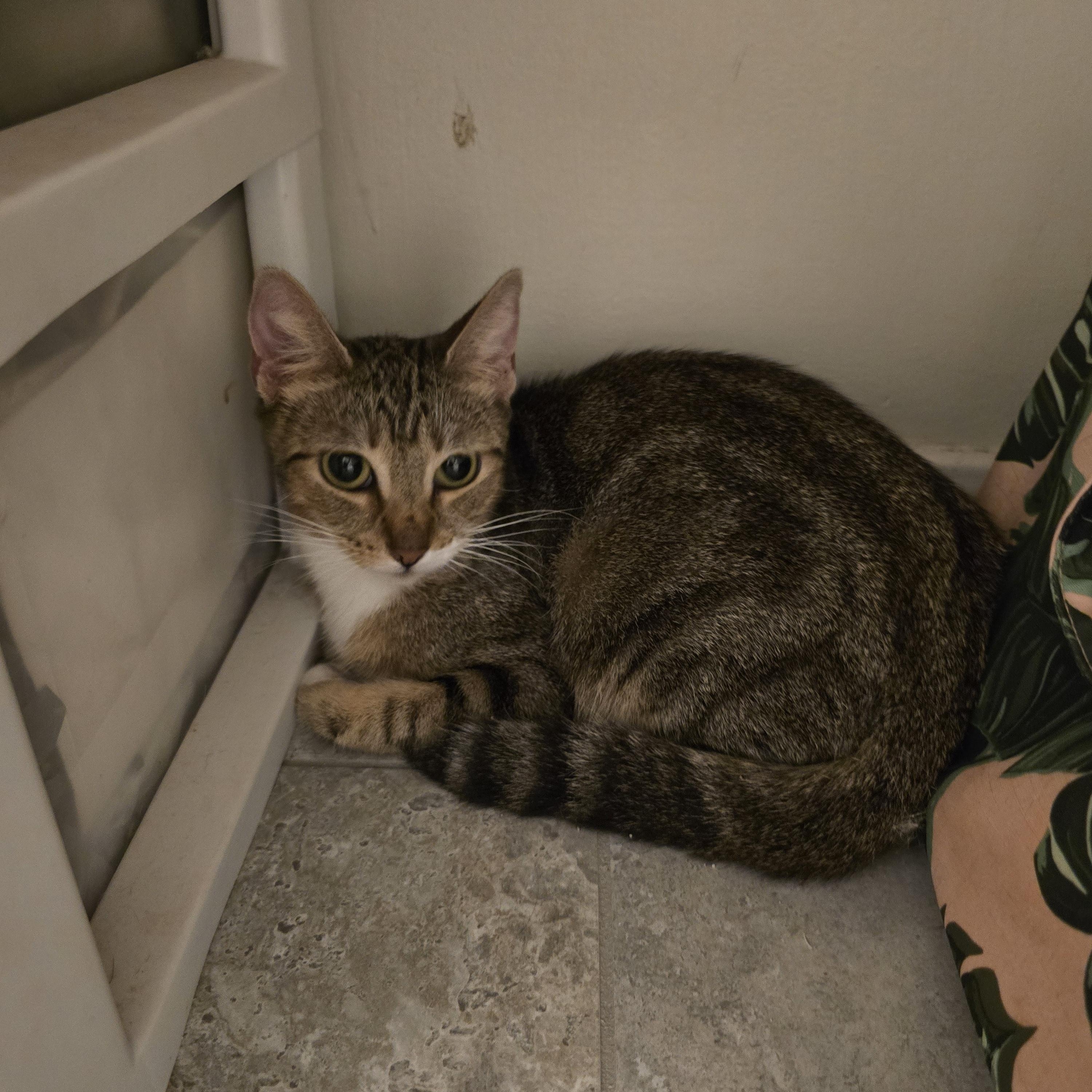 Enlarge Amaira OR14004-T, a Adoptable mixed breed in Beaverton, OR image 3/3