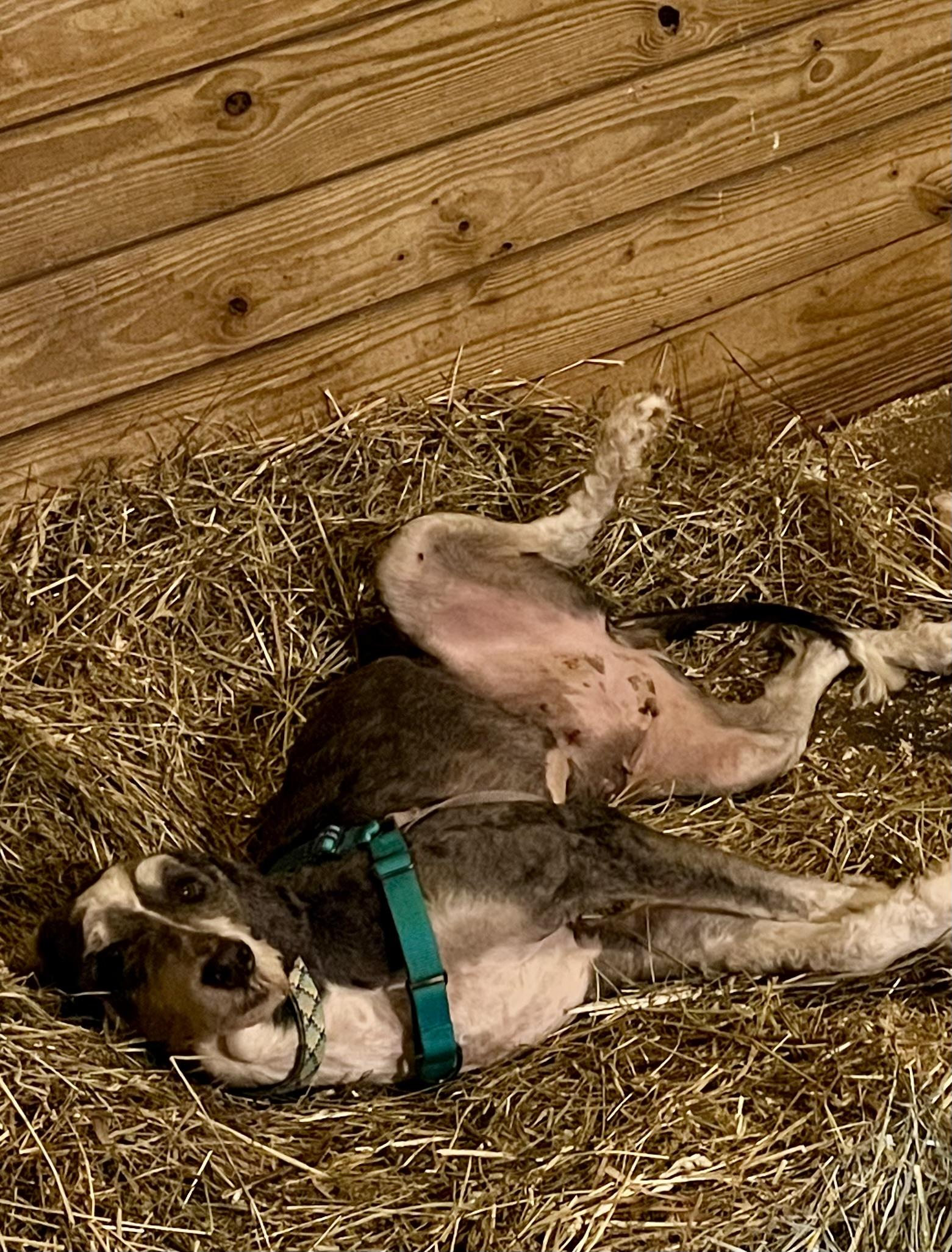 Star, a Adopted Bernedoodle in Athens, OH image 3/3