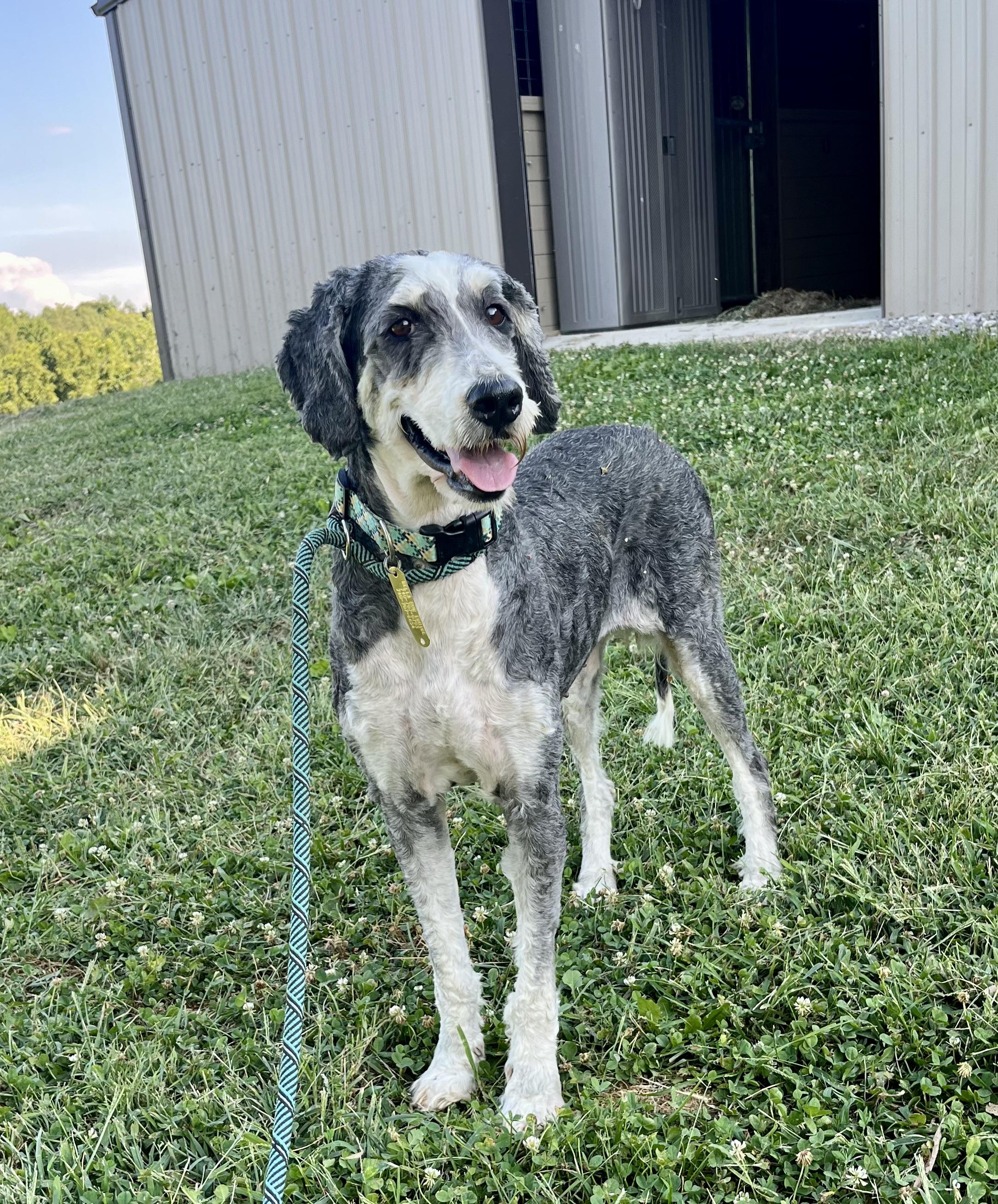Star, an adoptable Bernedoodle in Athens, OH, 45701 | Photo Image 2