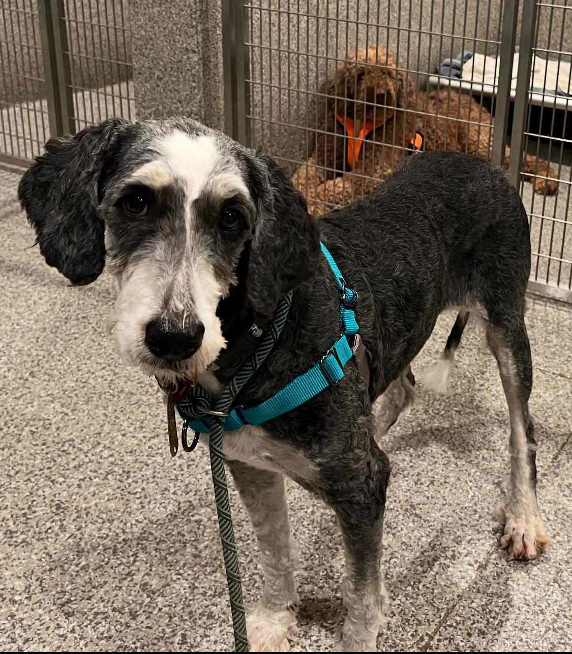 Star, a Adopted Bernedoodle in Athens, OH image 1/3