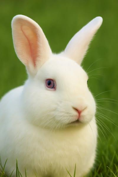 Enlarge Mr. Colossal, a Adopted Californian in Bishopville, SC image 4/4