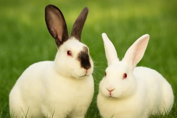 Enlarge Mr. Colossal, a Adopted Californian in Bishopville, SC image 2/4