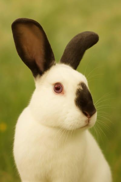 Enlarge Mr. Colossal, a Adopted Californian in Bishopville, SC image 1/4