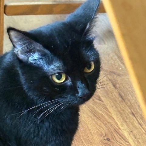 Enlarge Indigo, a Adoptable Domestic Short Hair in Livingston, TX image 1/1