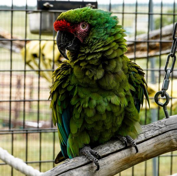 Booboo, Adoptable, Senior Male Macaw.