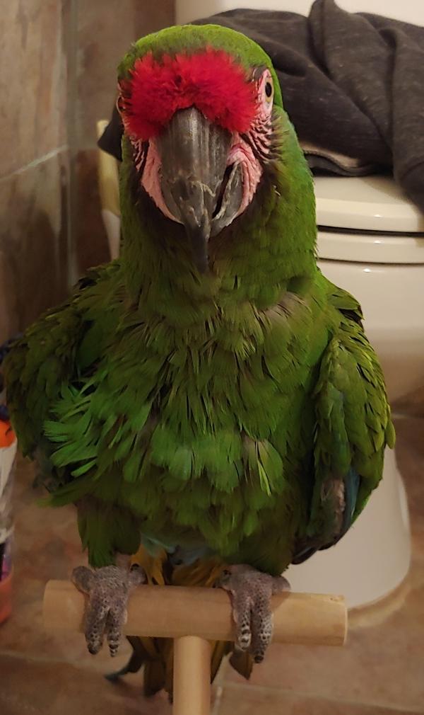 Enlarge Booboo, a Adoptable Macaw in Elizabeth, CO image 2/6