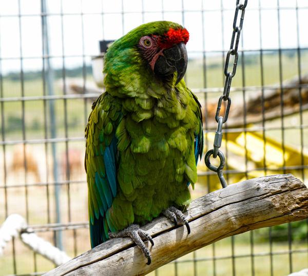 Enlarge Booboo, a Adoptable Macaw in Elizabeth, CO image 3/6
